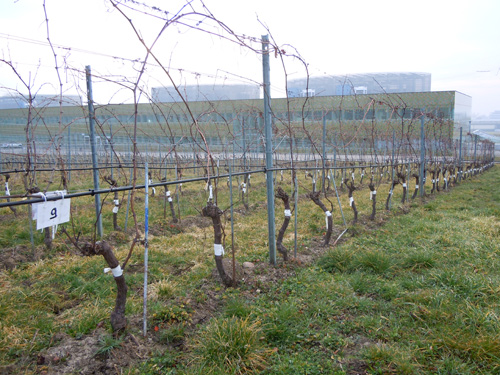 Greffe en chip-budding de Ribol sur Chasselas - lepibiote