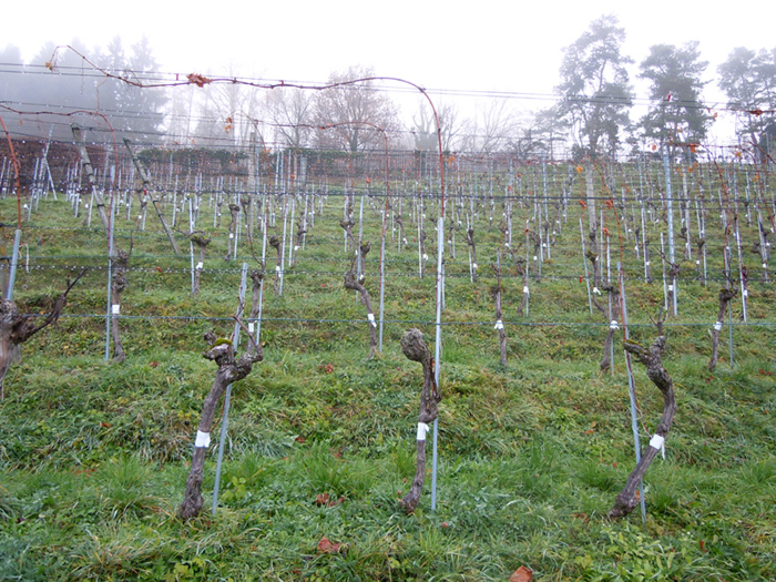 Greffe en chip-budding de Cabernet Sauvigon - lepibiote