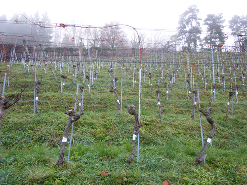 Greffe en chip-budding de Ribol sur Chasselas - lepibiote