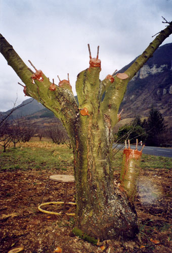 Greffes anglaises épaulées sur cerisier