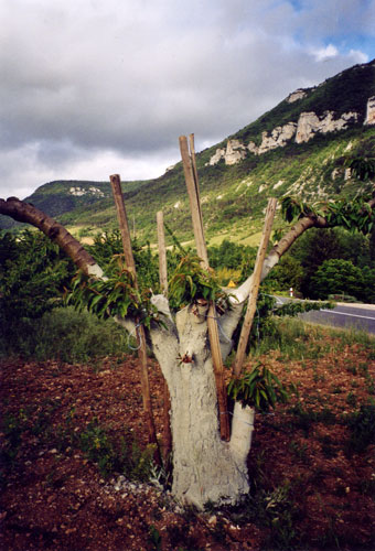 Greffes anglaises épaulées sur cerisier
