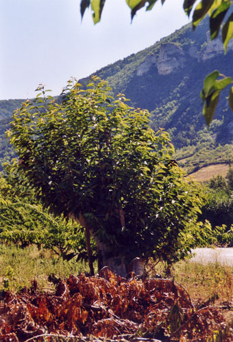 Greffes anglaises épaulées sur cerisier