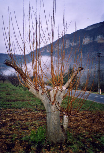 Greffes anglaises épaulées sur cerisier