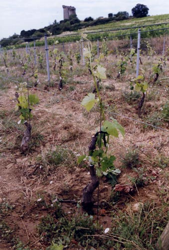Greffe de Syrah sur Terret - lepibiote