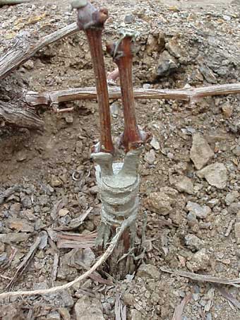 Greffes anglaises épaulées sur cerisier