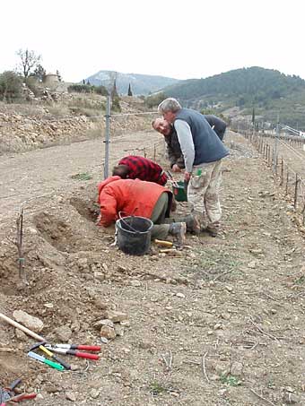 Greffes anglaises épaulées sur cerisier