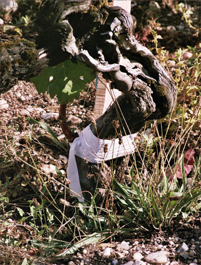 Greffe en chip-budding de Cabernet Sauvigon - lepibiote