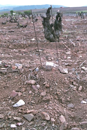Greffes anglaises épaulées sur cerisier
