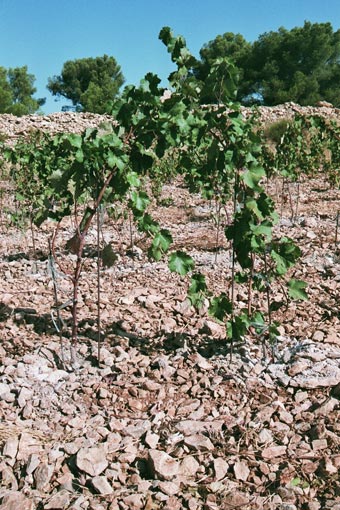 Greffes anglaises épaulées sur cerisier