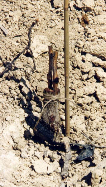 Greffes anglaises épaulées sur cerisier