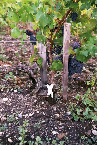 Cabernet Sauvignon /Petit Verdot /420 A de 61 ans