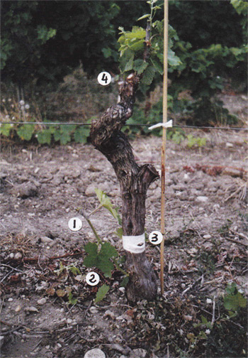 Greffe de Cabernet Sauvignon à la base de bras creux de Petit Verdot