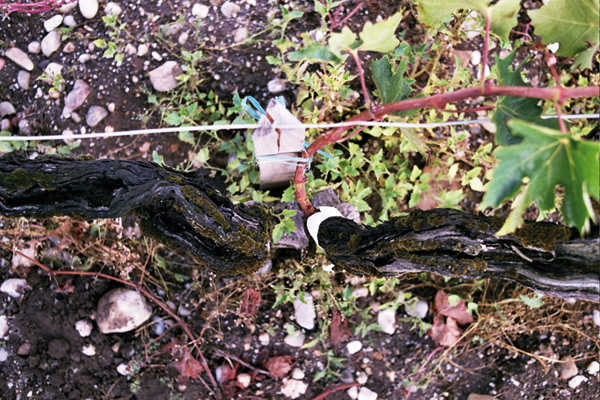 Greffe de Cabernet Sauvignon à la base de bras creux de Petit Verdot sur porte-greffe 420 A