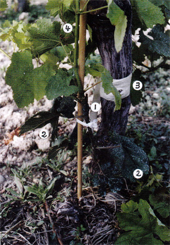 Greffe herbacée de Viognier