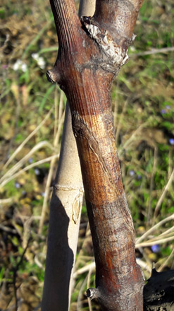 Souvignier G greffé sur Merlot