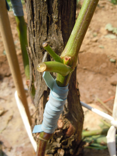 surgreffage en anglaise herbacé de Souvignier G sur Merlot