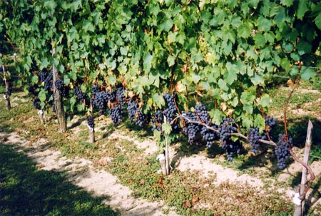 Greffe en chip-budding de Ribol sur Chasselas - lepibiote