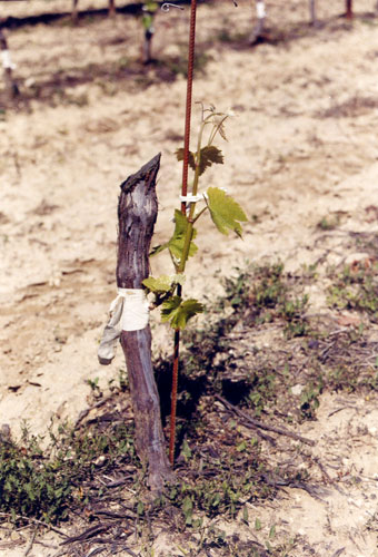 Greffe attachée de Syrah sur Gamay