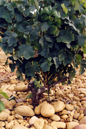 Greffe de Clairette B sur Terret B