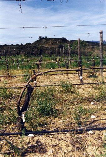 Greffe de Muscat à petits grains B sur Ugni B