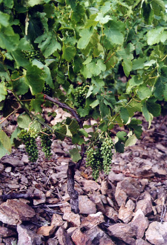 Greffe de Petite Serine (sélection massale) sur Syrah (clone 99)