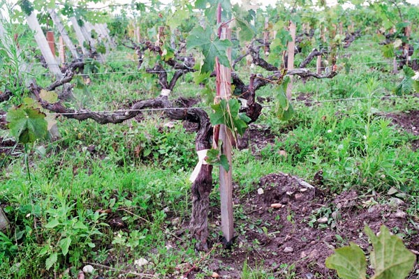 Greffe de Cabernet Sauvigon sur Merlot